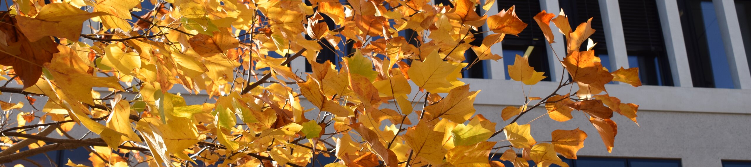 Leaves in front of building