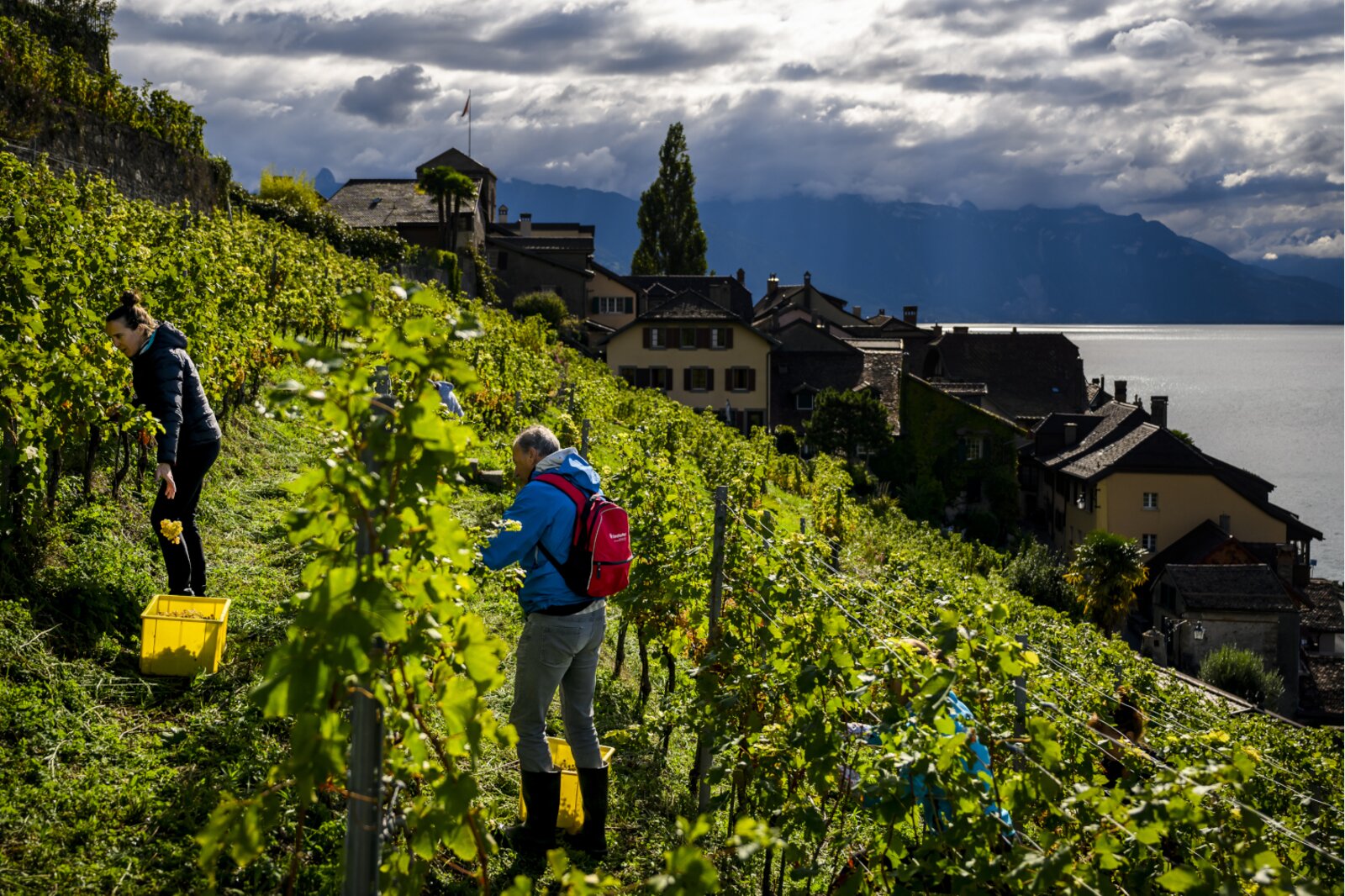 The Ordinance on wine does not restrict the winemaker's economic freedom. (Picture: Keystone The Ordinance on wine does not restrict the winemaker's economic freedom. (Picture: Keystone