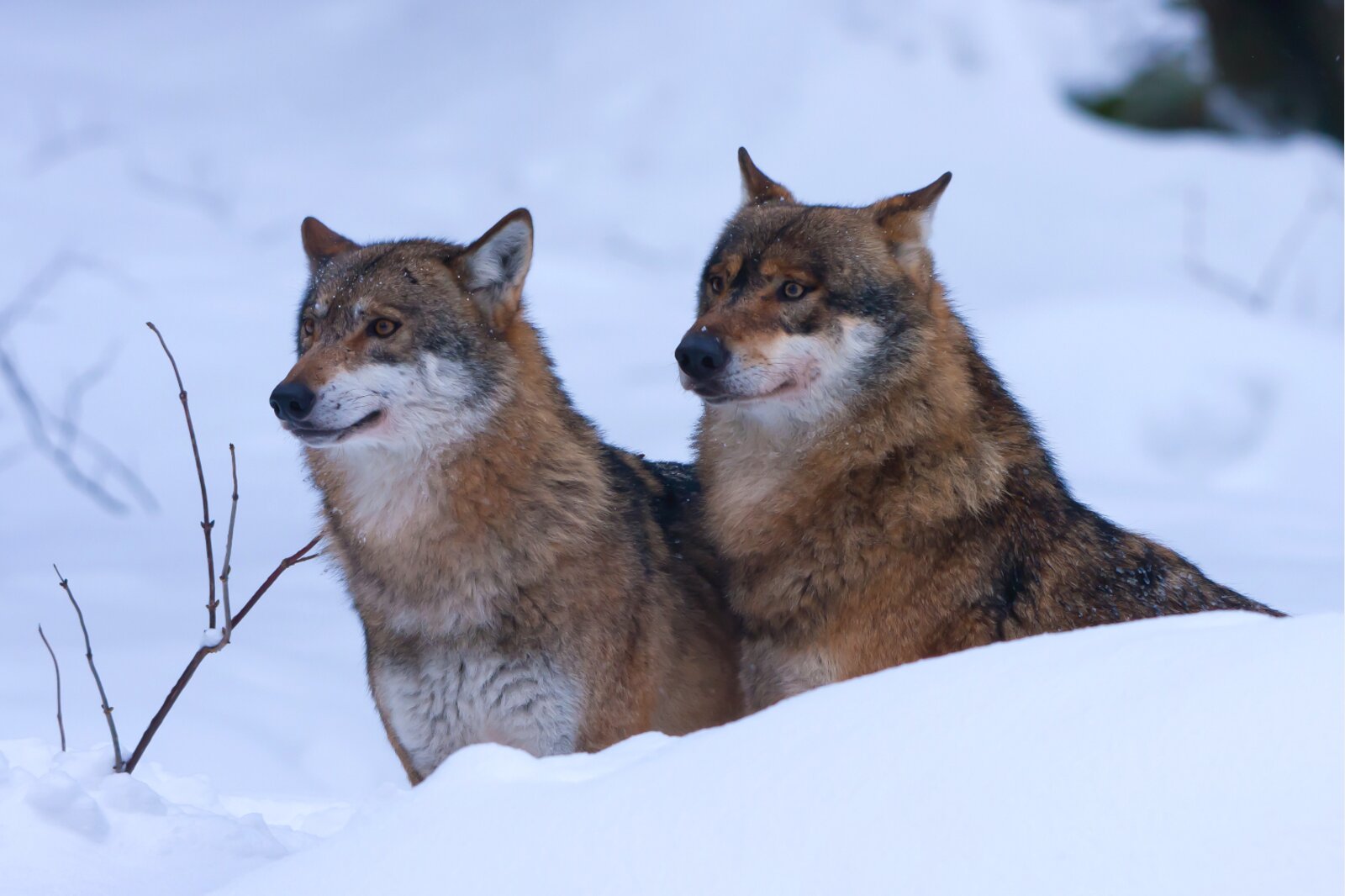 Noch kein Abschuss erlaubt: Die Wölfe in den Kantonen Graubünden und Wallis dürfen bis zu einem Urteil des BVGer nicht reguliert werden. (Bild: Keystone) Noch kein Abschuss erlaubt: Die Wölfe in den Kantonen Graubünden und Wallis dürfen bis zu einem Urteil des BVGer nicht reguliert werden. (Bild: Keystone)