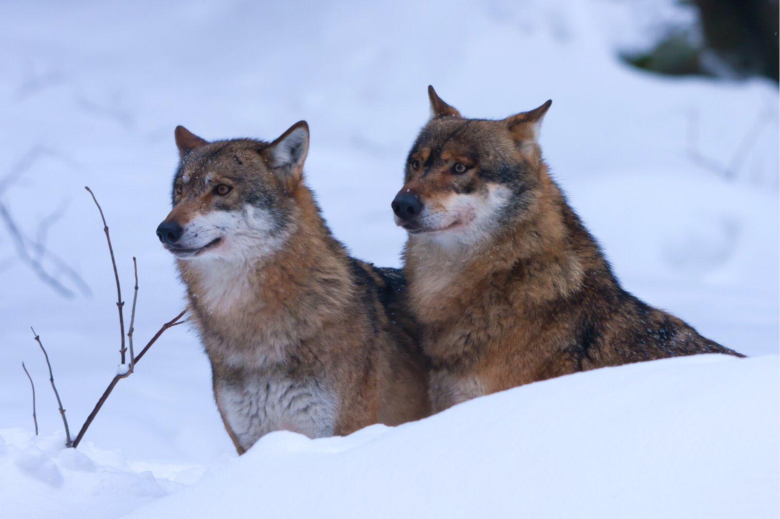 Noch kein Abschuss erlaubt: Die Wölfe in den Kantonen Graubünden und Wallis dürfen bis zu einem Urteil des BVGer nicht reguliert werden. (Bild: Keystone)