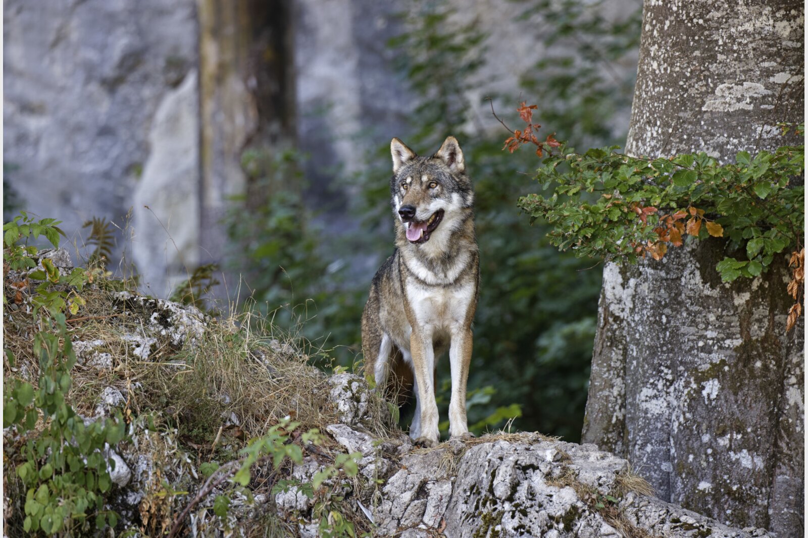 Die Tötung des Wolfes kommt nur dann in Frage, wenn alle anderen Möglichkeiten ausgeschöpft sind. (Bild: Keystone)